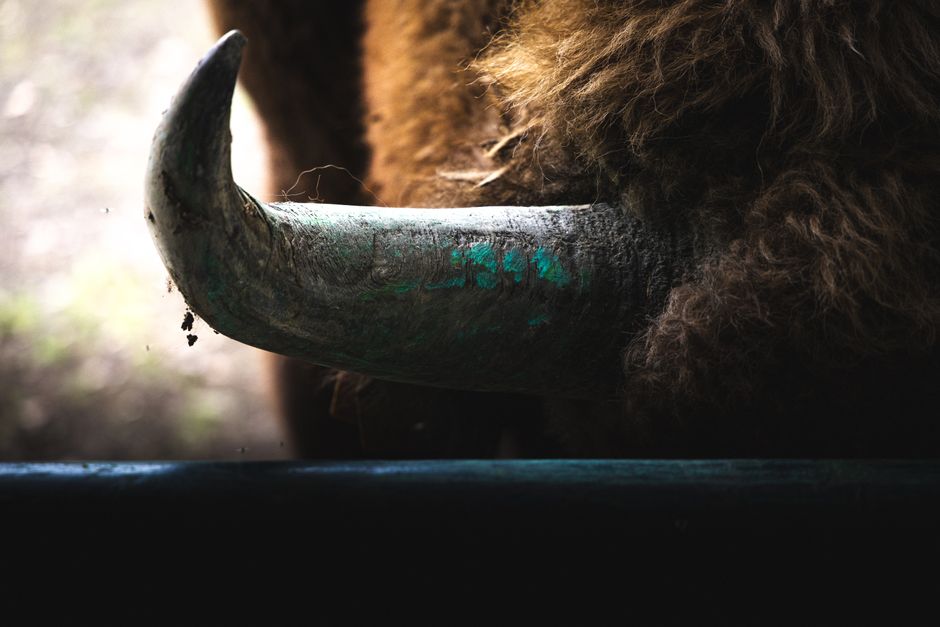 A detailed view of a bison's horn showcasing texture and natural coloring, captured in Leipzig Zoo.
