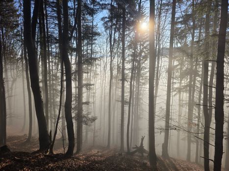 A serene misty forest scene with sunlight streaming through tall trees, creating a mystical atmosphere.