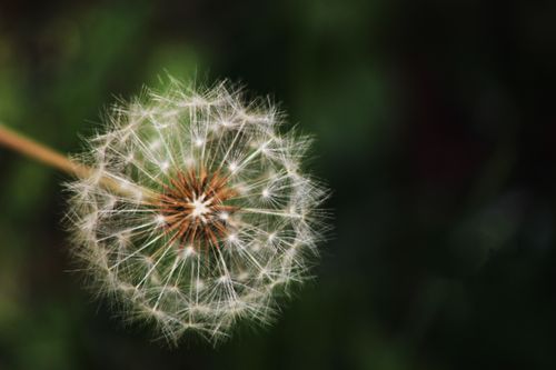 Free Detailed macro shot of a dandelion seed head with a dark, blurred background. Stock Photo