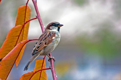 Free Close-up of a house sparrow perched on a branch with vibrant autumn leaves. Stock Photo