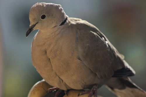 Free Detailed view of an Eurasian Collared-Dove perched on a branch. Stock Photo