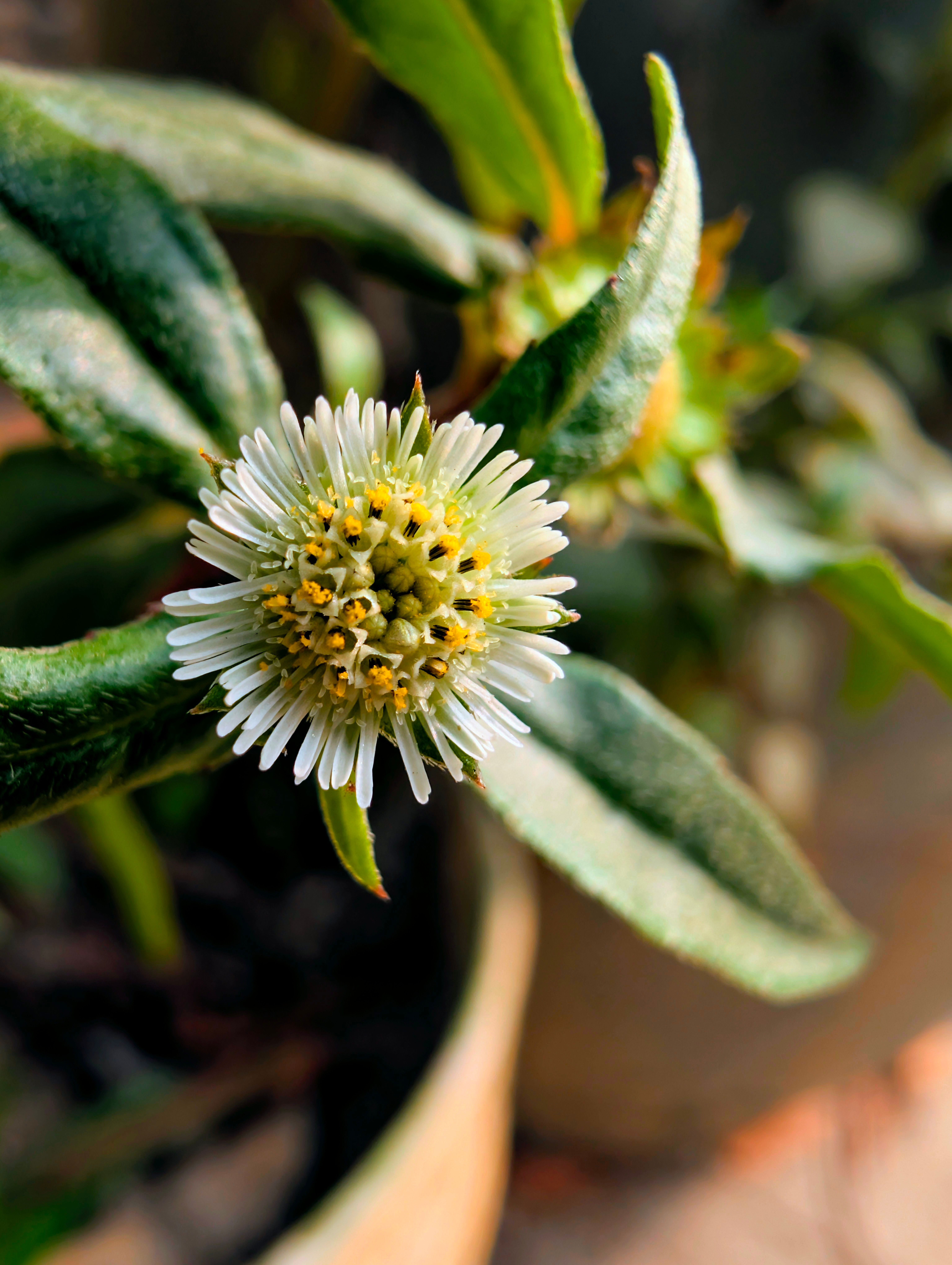 Close-up of Bhringraj Flower in Natural Light · Free Stock Photo