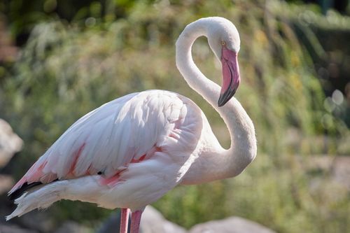 Free Graceful flamingo captured in vibrant detail at a Hồ Chí Minh wildlife park, showcasing its striking plumage. Stock Photo