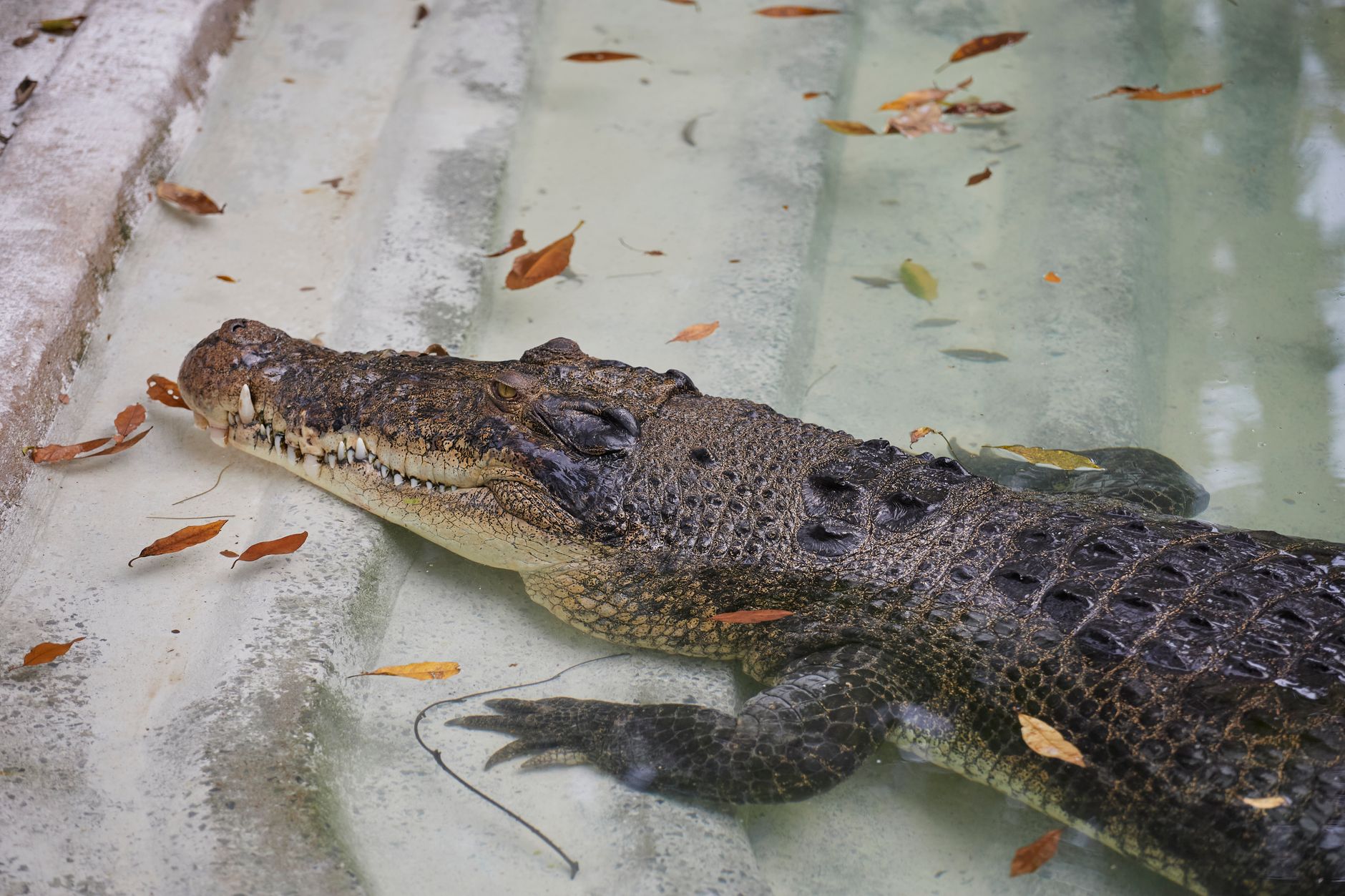 Close-up of a saltwater crocodile resting in a pool in Hồ Chí Minh City Zoo, Vietnam.