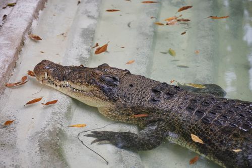 Free Close-up of a saltwater crocodile resting in a pool in Hồ Chí Minh City Zoo, Vietnam. Stock Photo