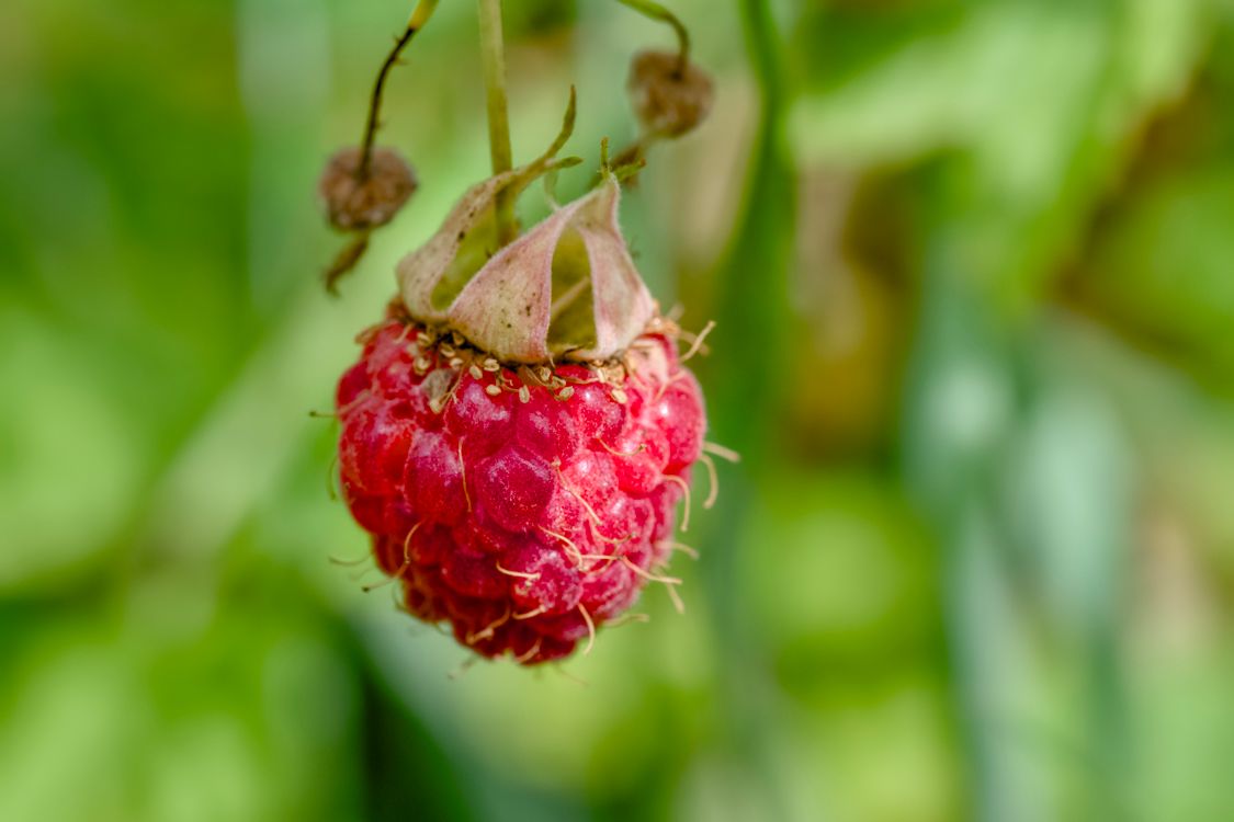Close-up of Ripe Raspberry on Green Background · Free Stock Photo