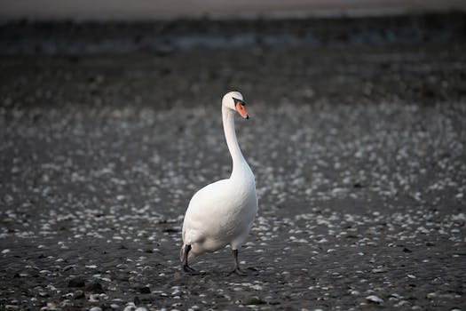 A graceful swan walking on a pebbled shore at Cove Island Park in Stamford, Connecticut during dawn.