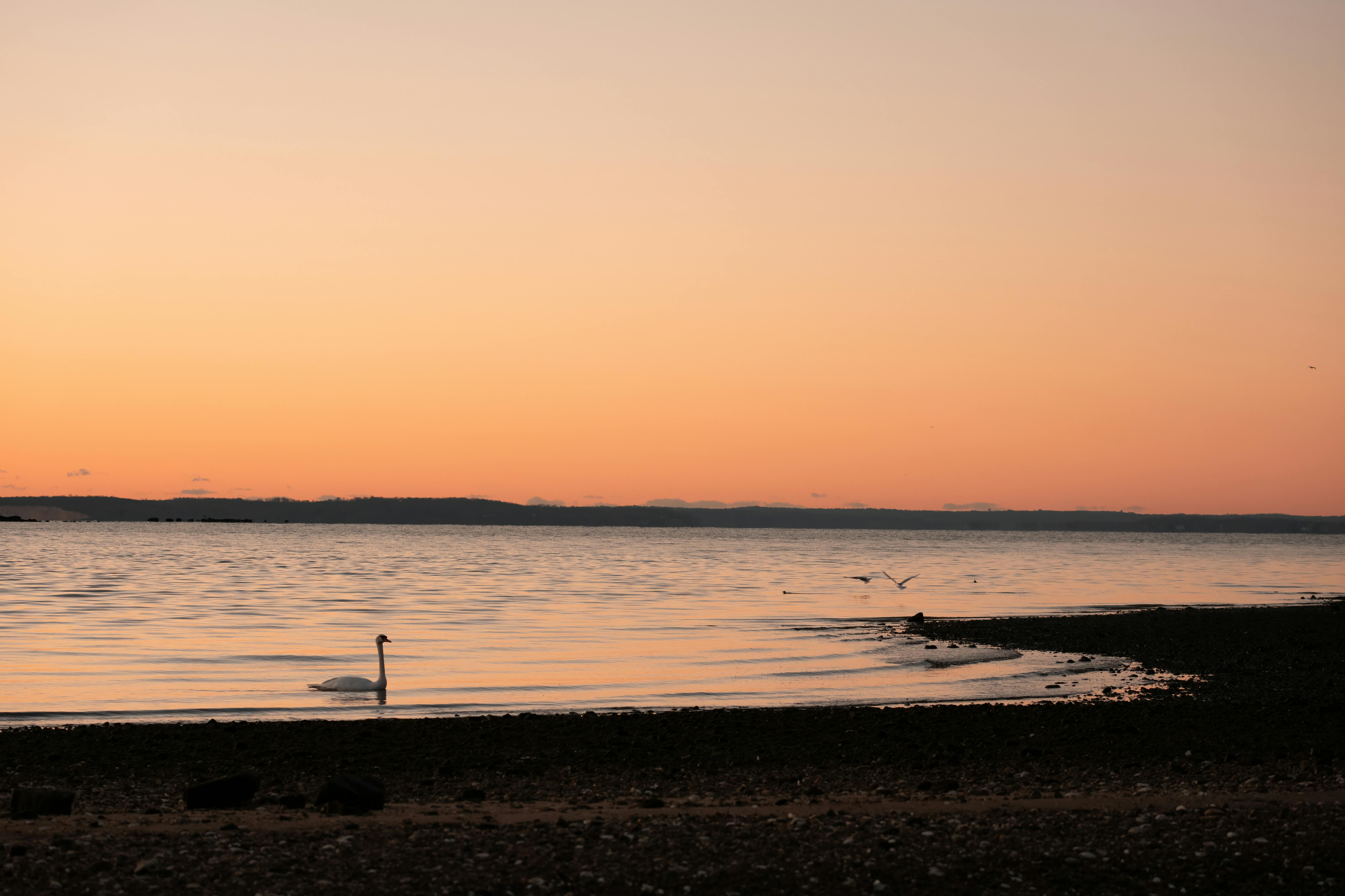Tranquil swan swimming at sunrise in Cove Island Park, Stamford, showcasing a serene winter morning.