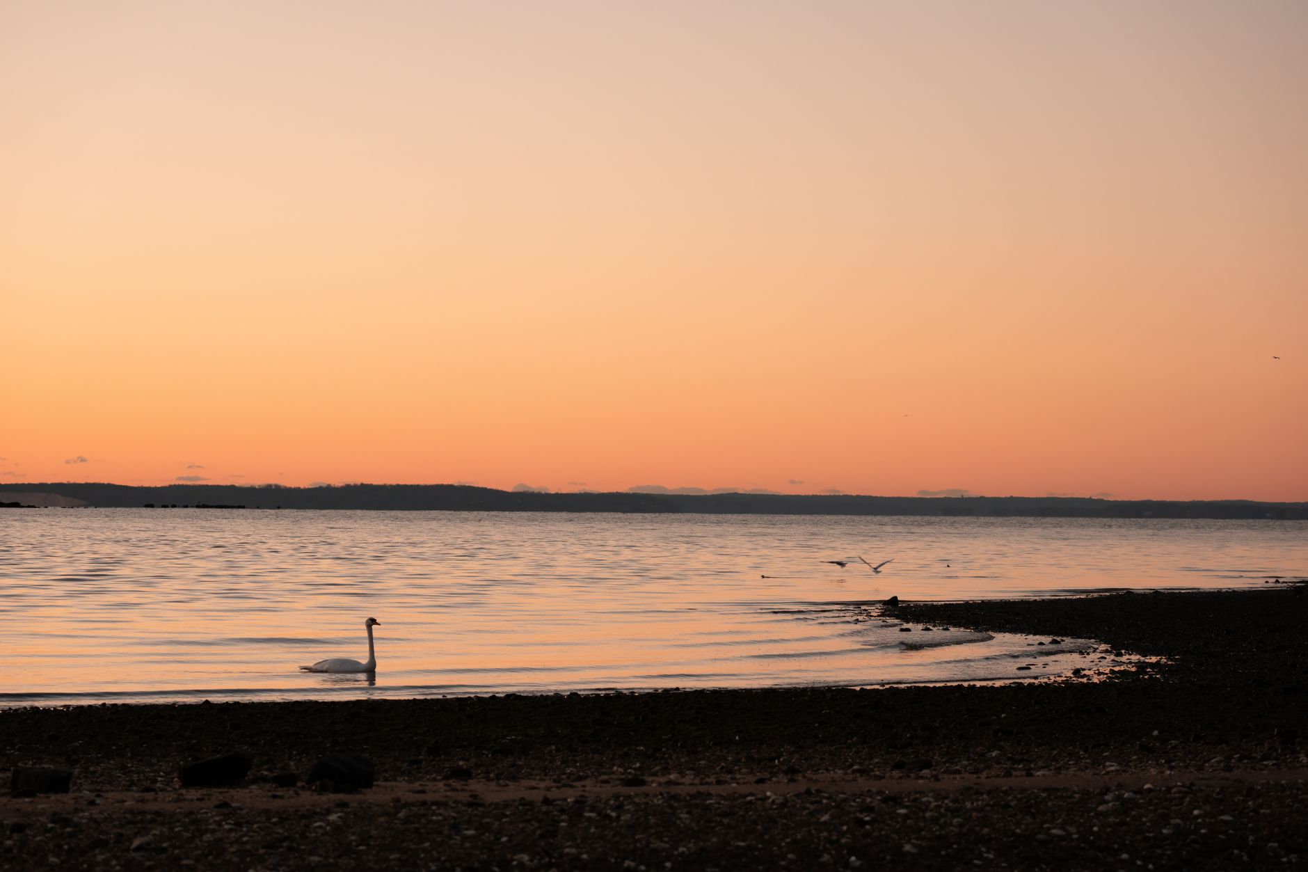 Tranquil swan swimming at sunrise in Cove Island Park, Stamford, showcasing a serene winter morning.
