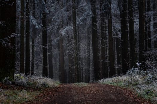 Dark, misty forest path in winter, surrounded by tall trees and frost.