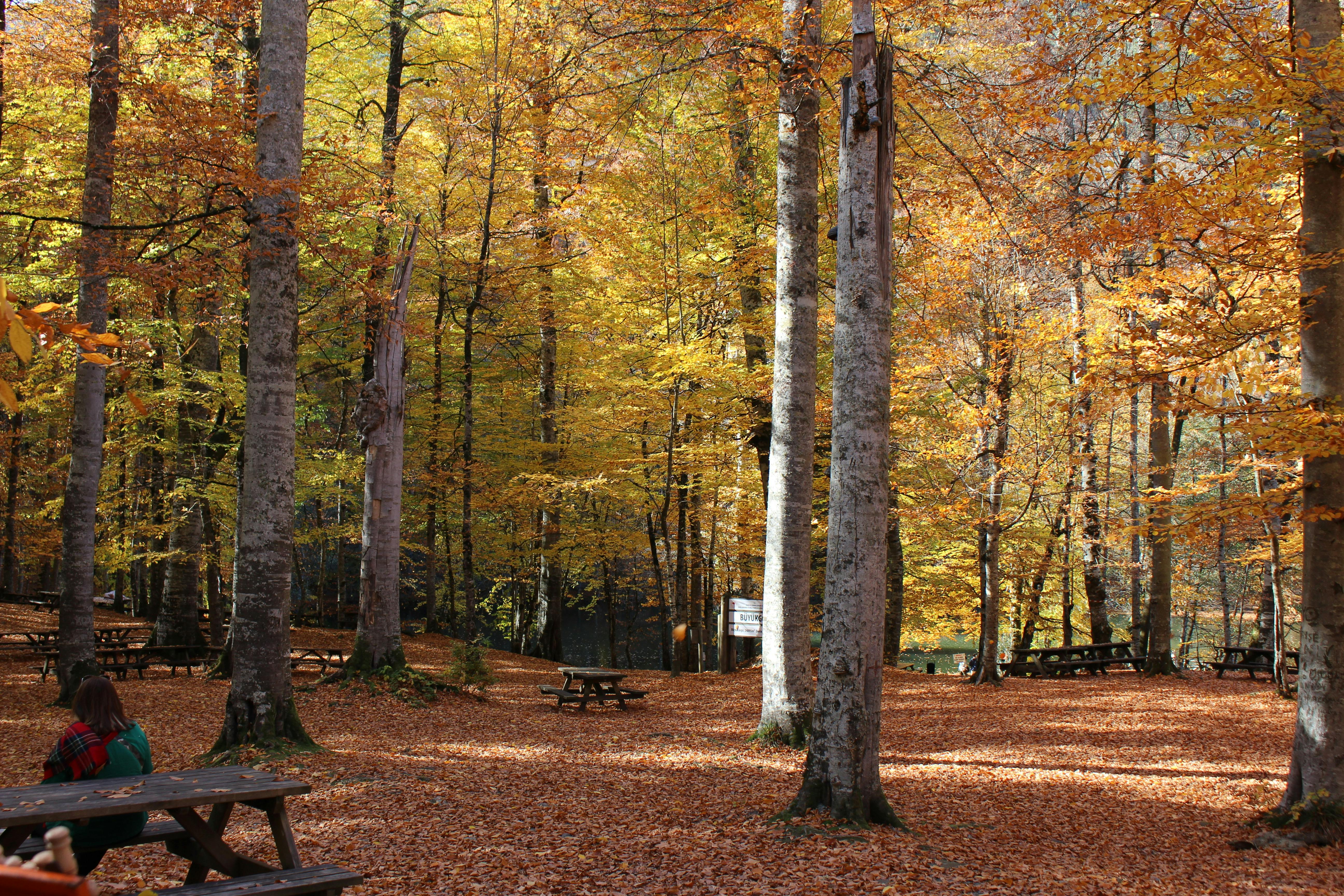 A serene autumn forest in Bolu, Türkiye, with vibrant foliage and scattered picnic tables.
