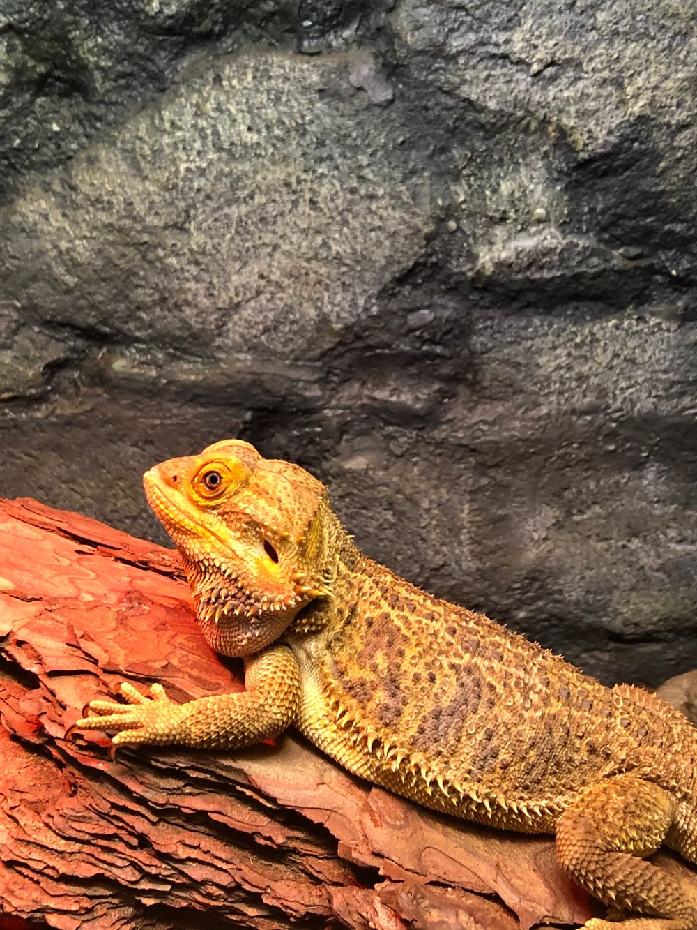 Adult bearded dragon basking on a red rock