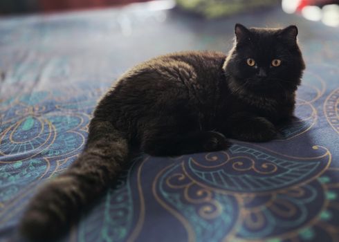 A black cat with bright eyes relaxing on a patterned bedspread indoors.