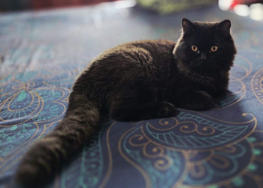 A black cat with bright eyes relaxing on a patterned bedspread indoors.