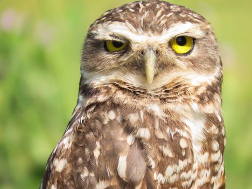 Free Close-up view of a Burrowing Owl with striking yellow eyes in Florianópolis, Brasil. Stock Photo