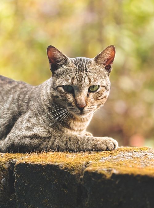 4,329+以上の無料インドの猫画像