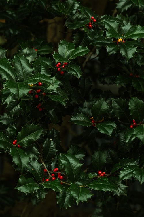 Free A lush close-up of holly leaves with bright red berries, symbolizing winter and holiday themes. Stock Photo
