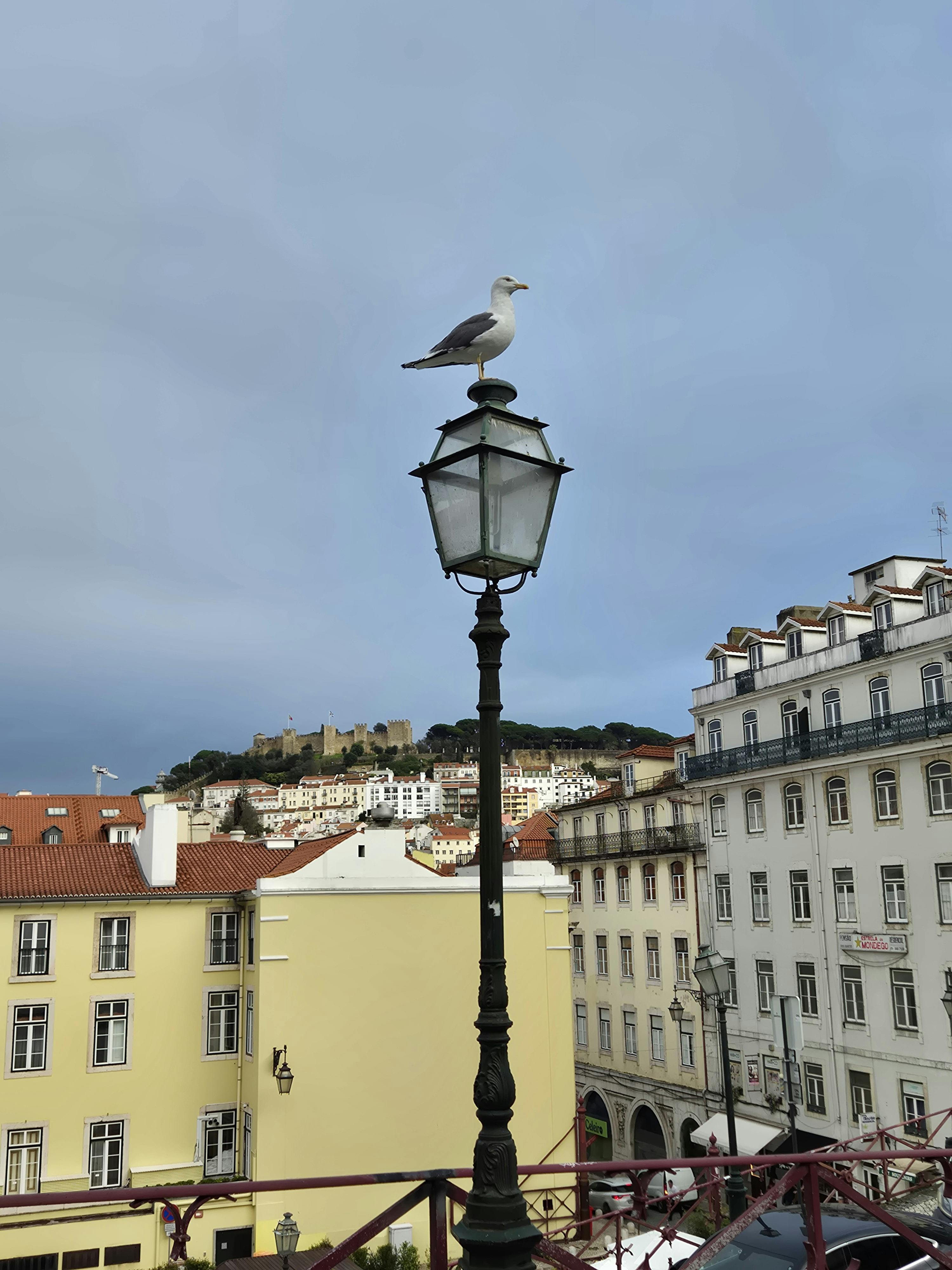 Seagull perched on street lamp in Lisbon with cityscape and historic castle in view.