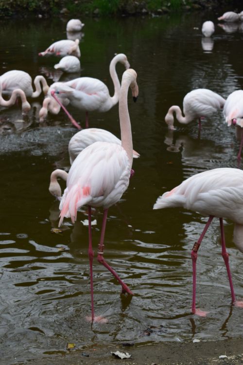 Free Elegant flamingos wading in a tranquil pond, showcasing vibrant pink feathers. Stock Photo