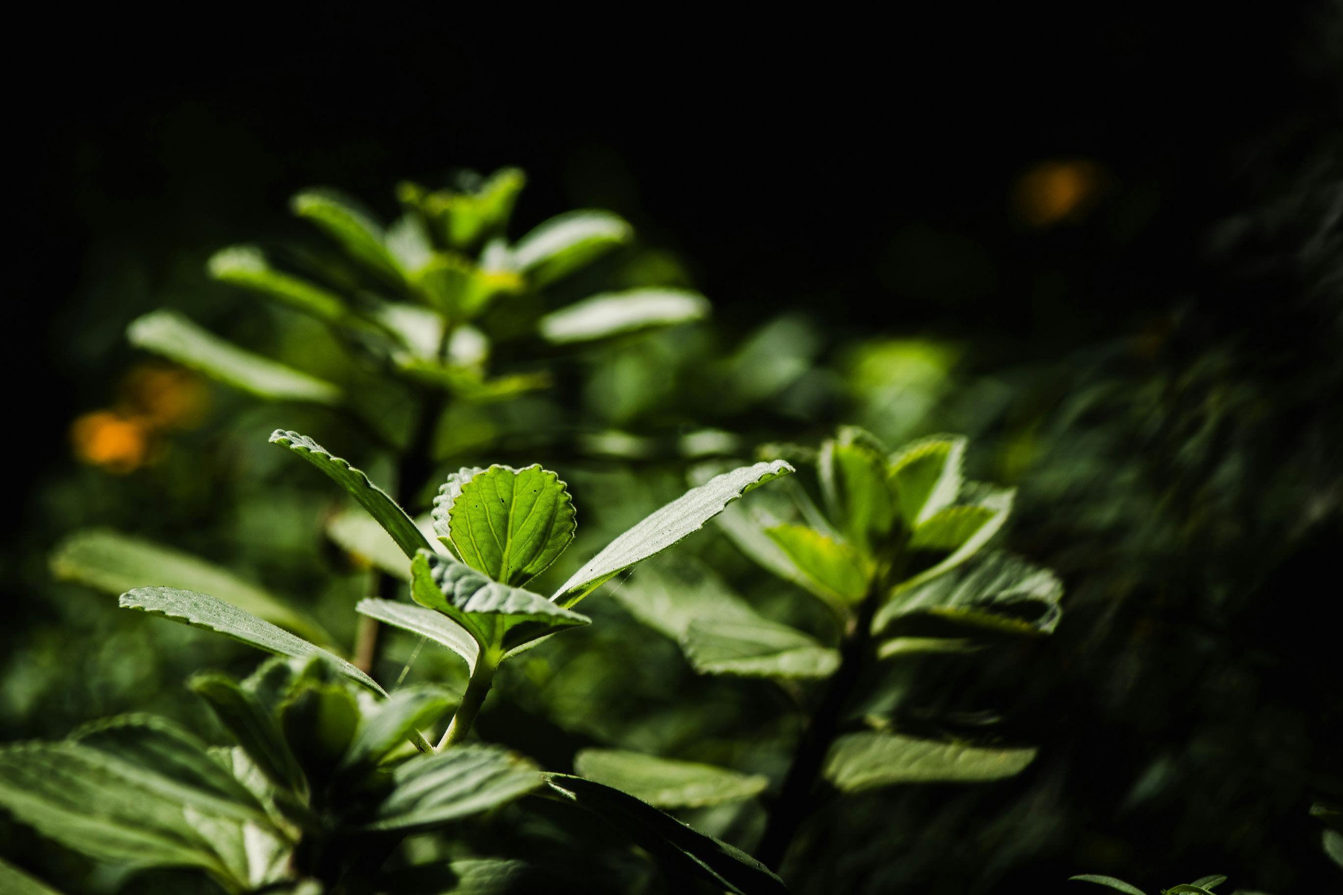Stevia Herb Plant - Urban Goes Green Plant Guide