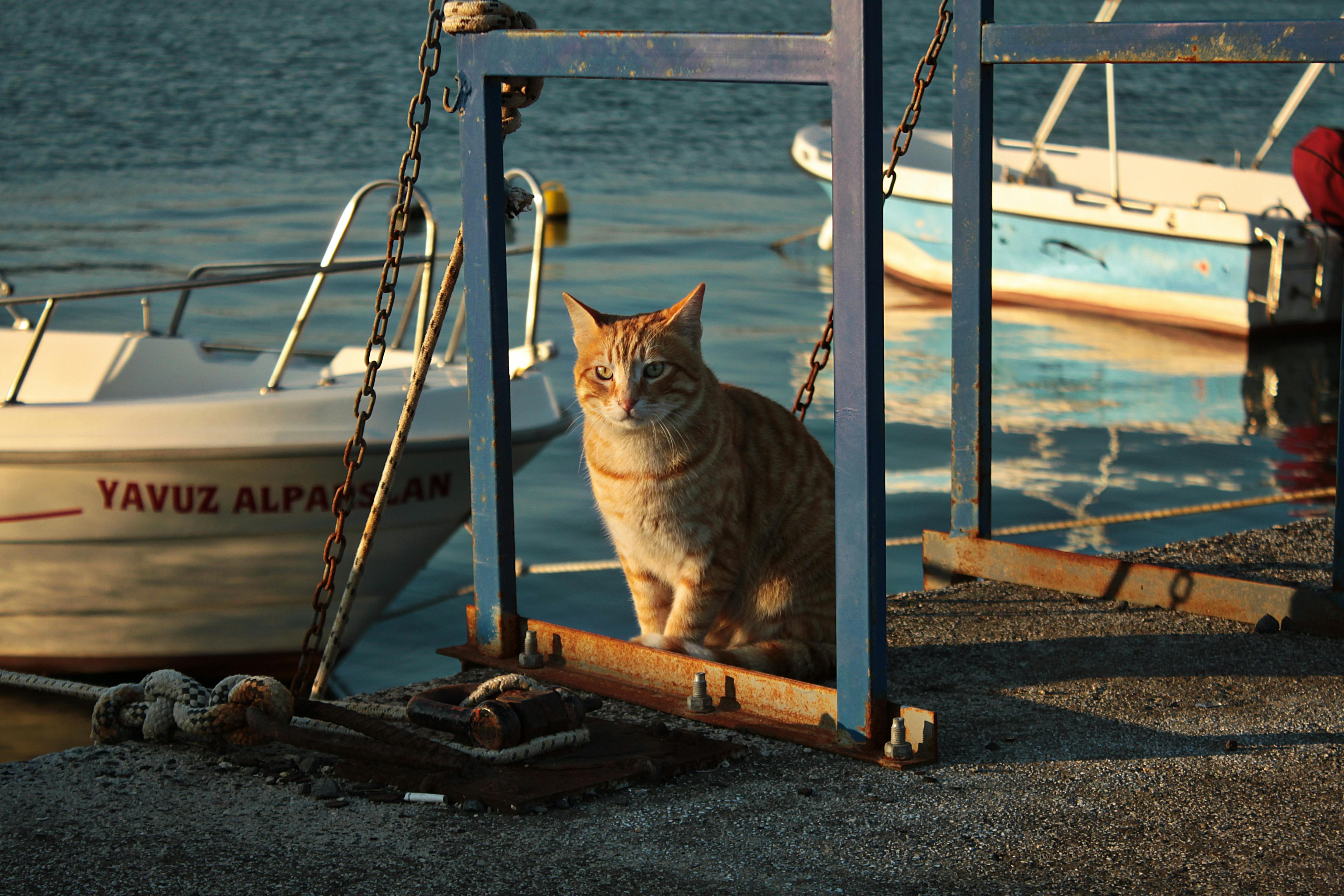 誠品生活台南4/2起推出2米高「花花市長」貓咪主題熱點，5大必打
