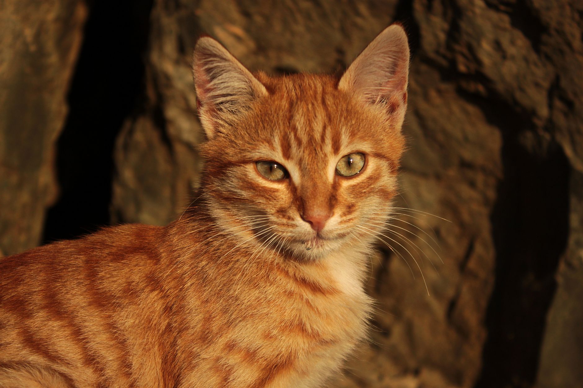 Portrait of a cat at a veterinary clinic