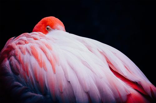 Free Vibrant close-up of a pink flamingo with feathers fluffed, exuding tranquility against a dark background. Stock Photo