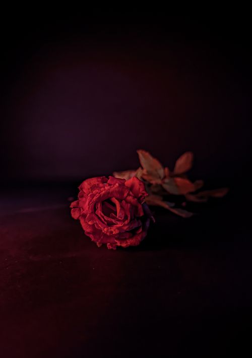 Free A vibrant red rose captured in soft dramatic lighting, creating a moody and elegant atmosphere. Stock Photo