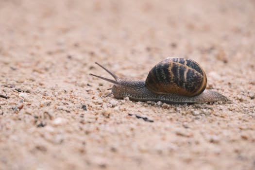 High-resolution image of a snail with a textured shell crawling slowly on a sandy terrain.