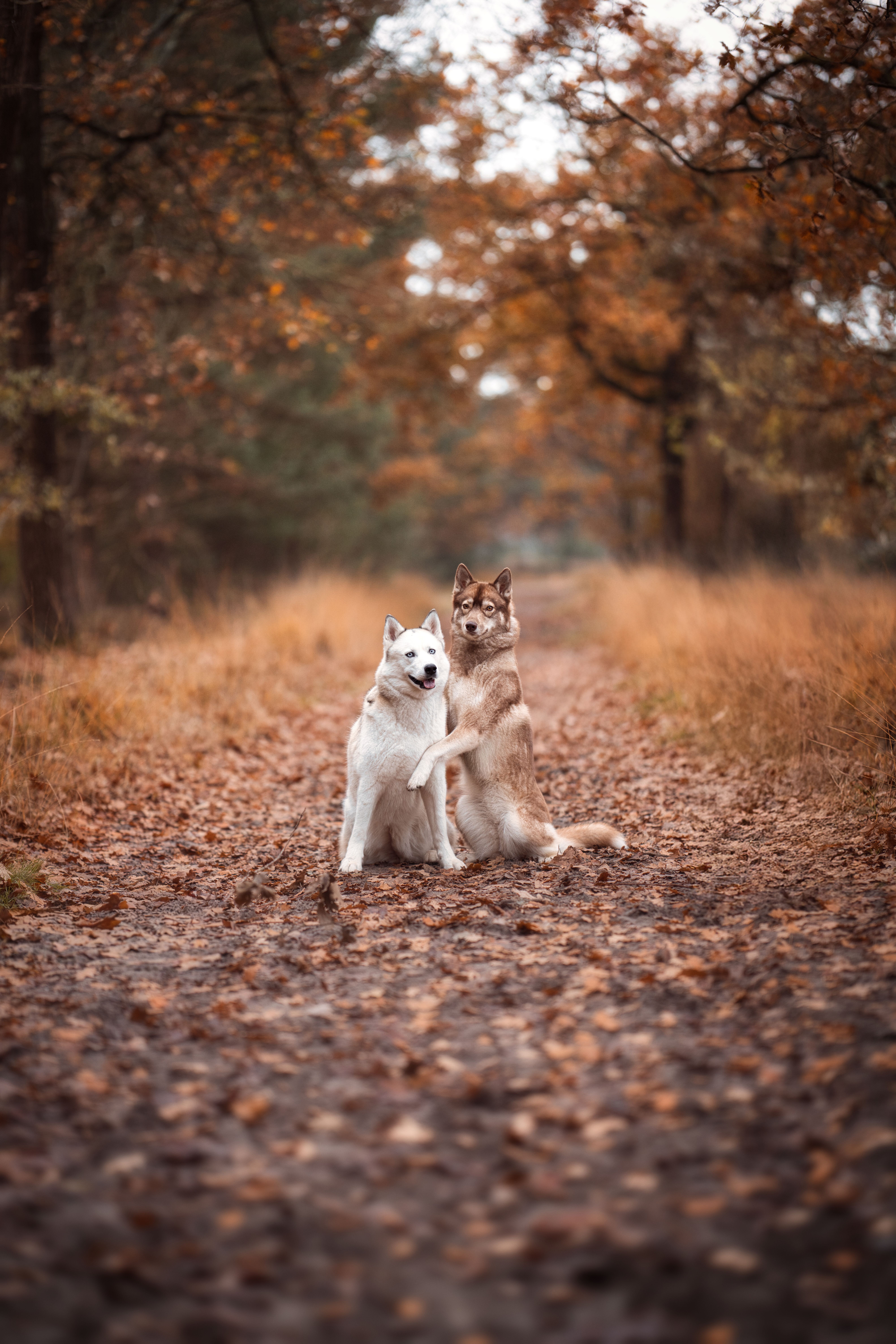 Two Dogs in Autumn Forest Pathway · Free Stock Photo