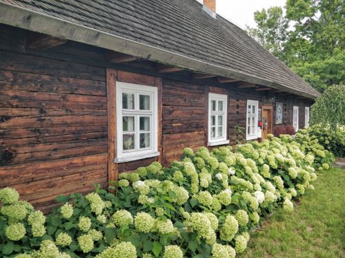 Free Charming wooden house surrounded by lush hydrangea bushes in a tranquil countryside setting. Stock Photo