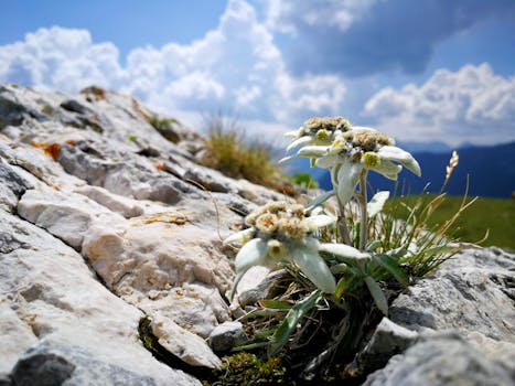 edelweiss bouquet delivery Switzerland