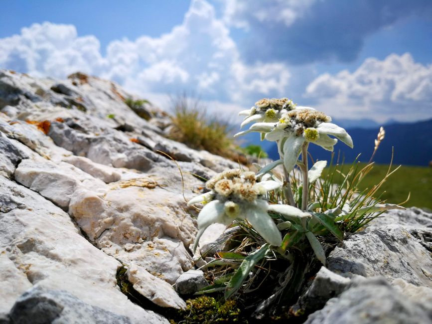 Stella Alpina & Edelweiss Flower Hunt