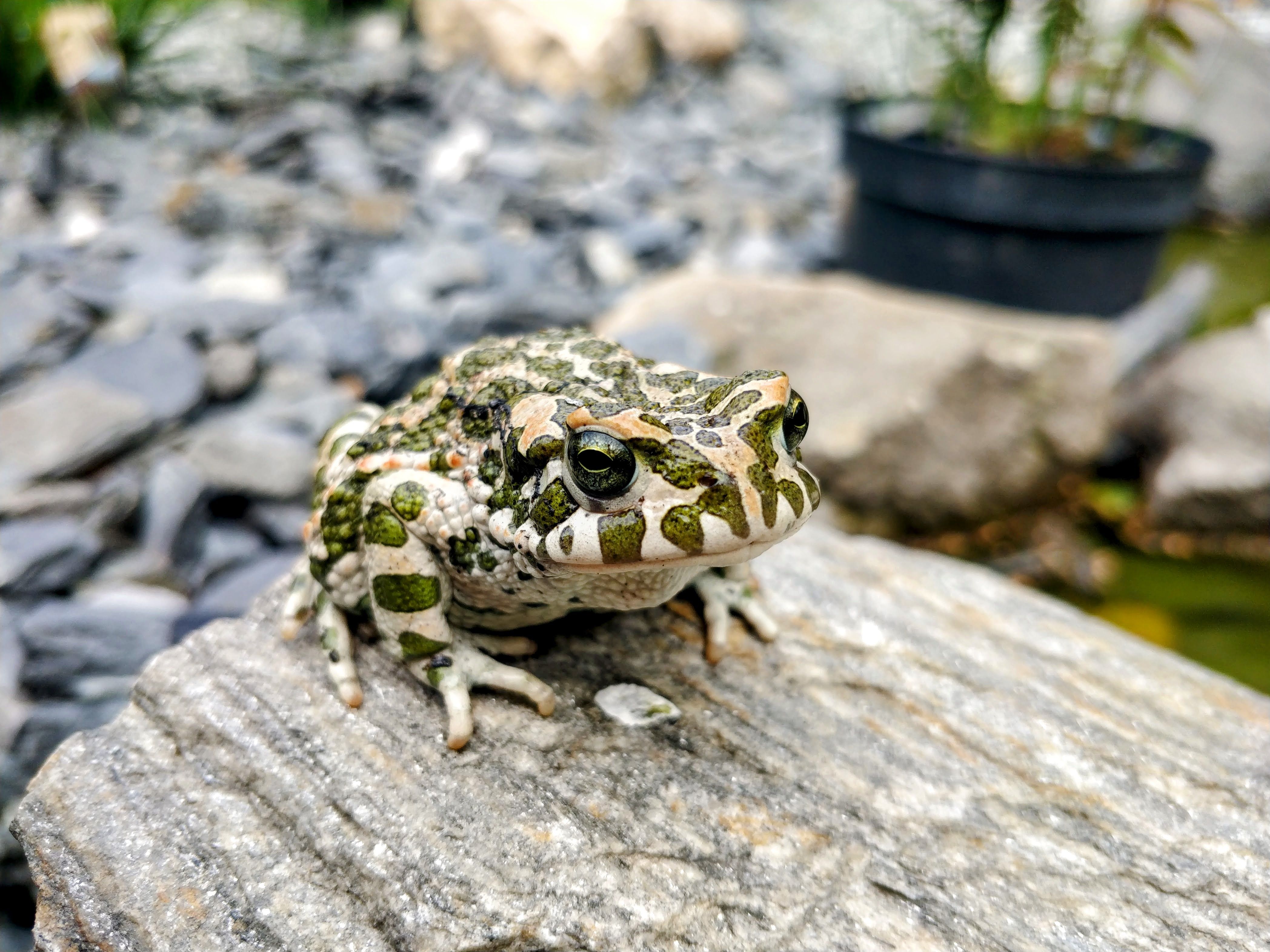 Frog Eggd Photos, Download The BEST Free Frog Eggd Stock Photos & HD Images
