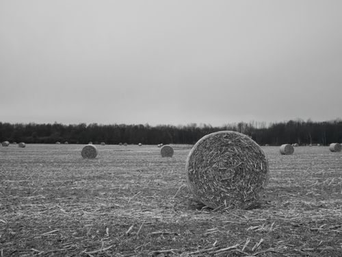 Free Black and white photo of hay bales on an overcast day in a field. Stock Photo