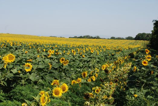 Expansive sunflower field in full bloom under a clear blue sky, evoking a sense of summer abundance.