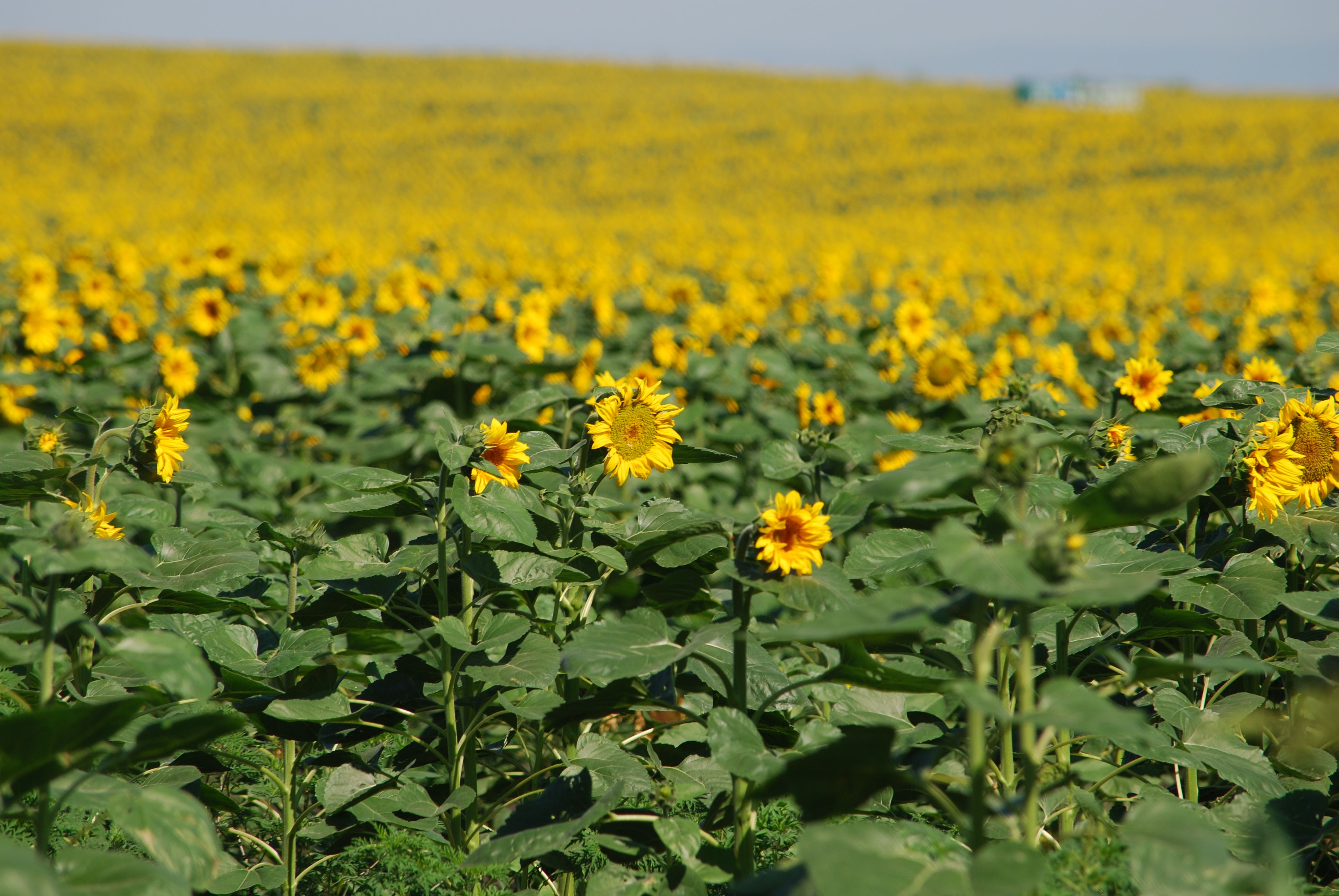Vast Sunflower Field in Full Bloom Under Clear Sky · Free Stock Photo