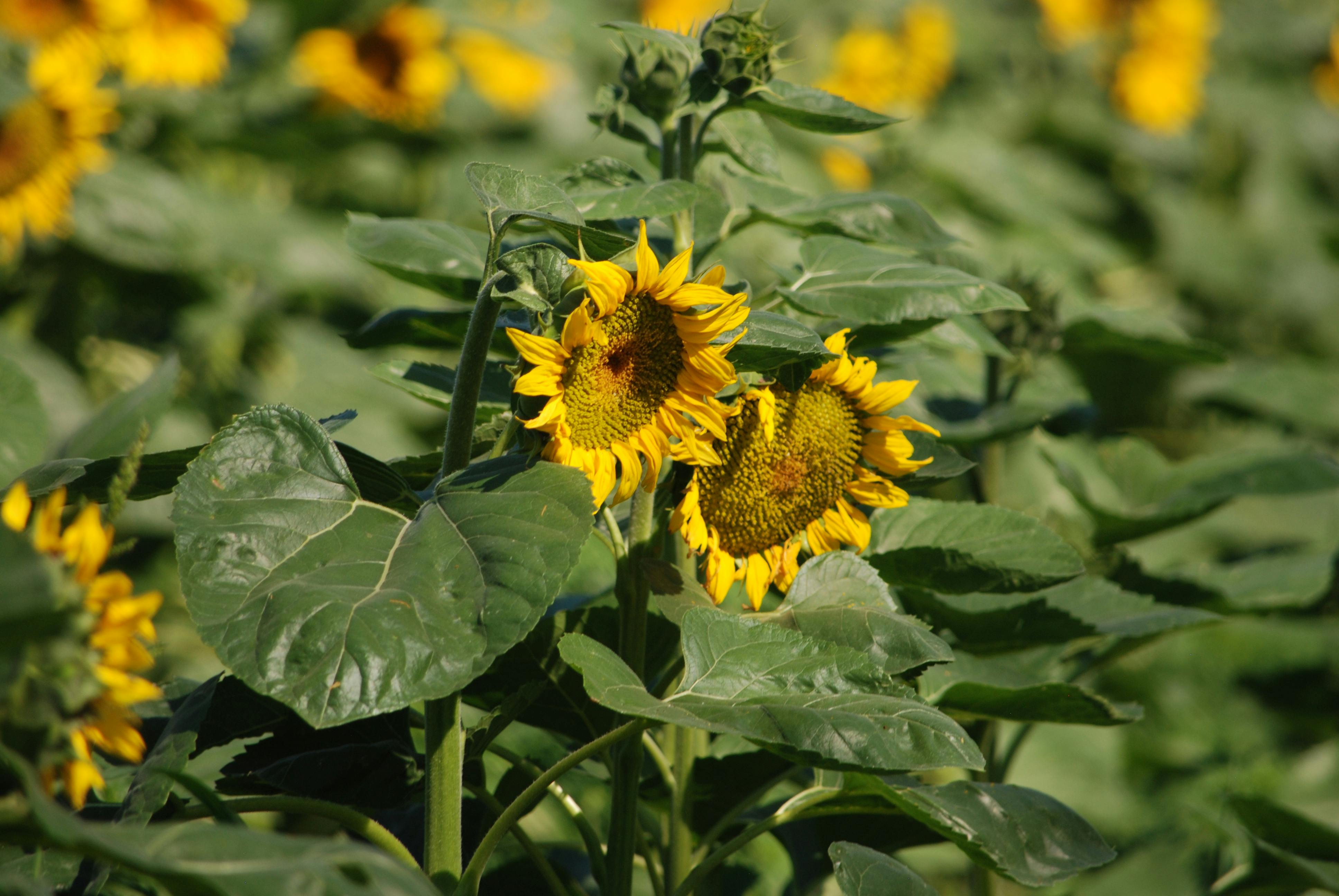 Manfaat dan cara menggunakan sunscreen yang tepat untuk berbagai jenis kulit
