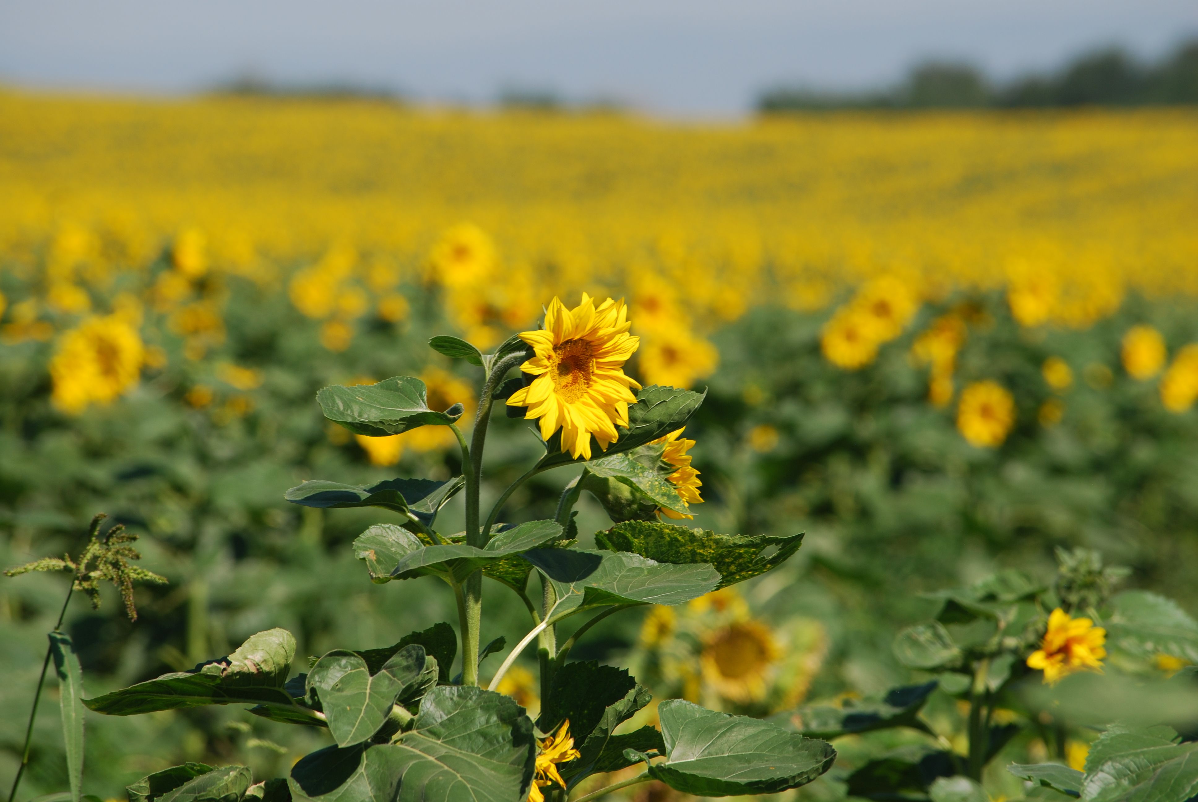 Vibrant Sunflower Field in Full Bloom · Free Stock Photo