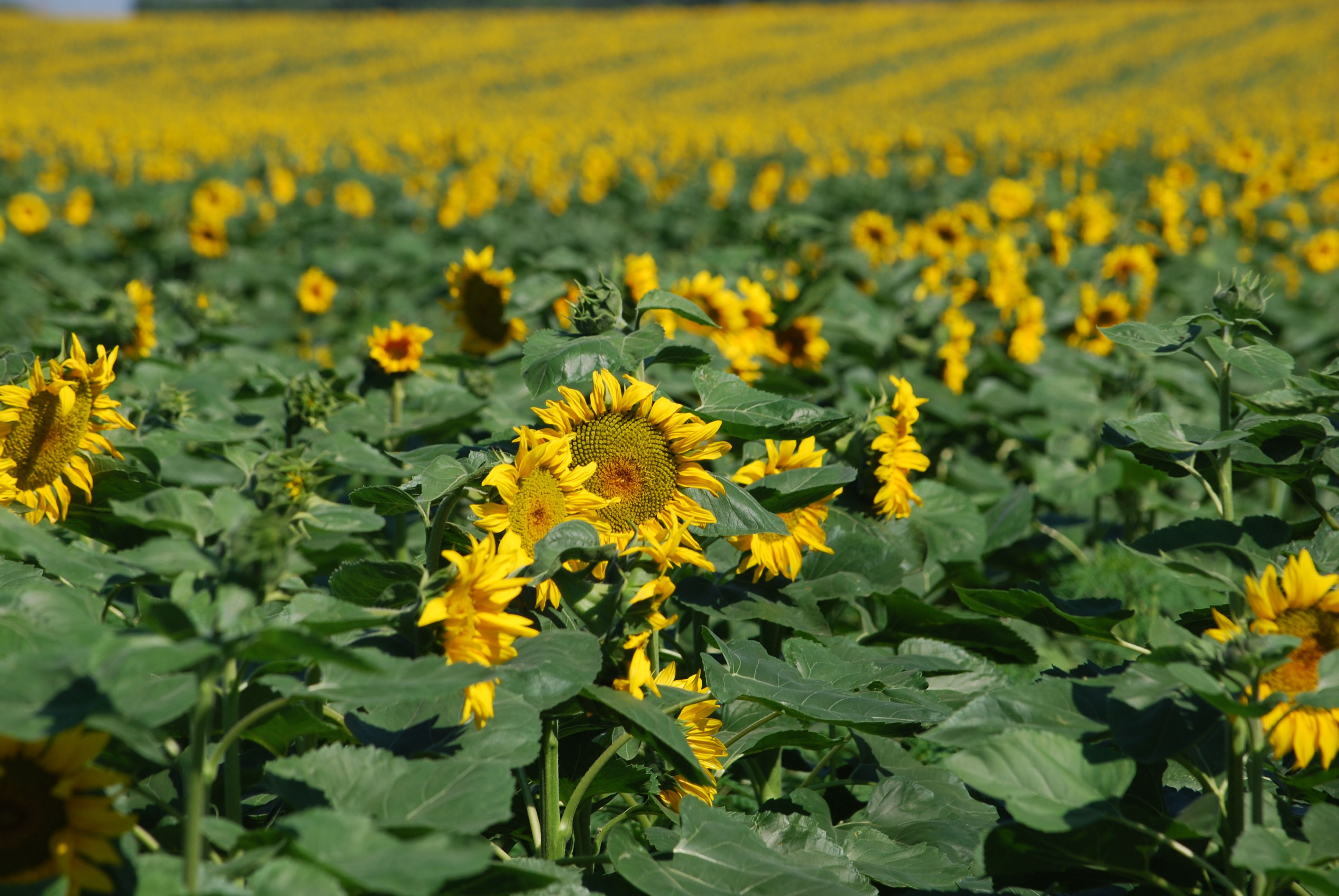 Vibrant Sunflower Field in Full Bloom · Free Stock Photo