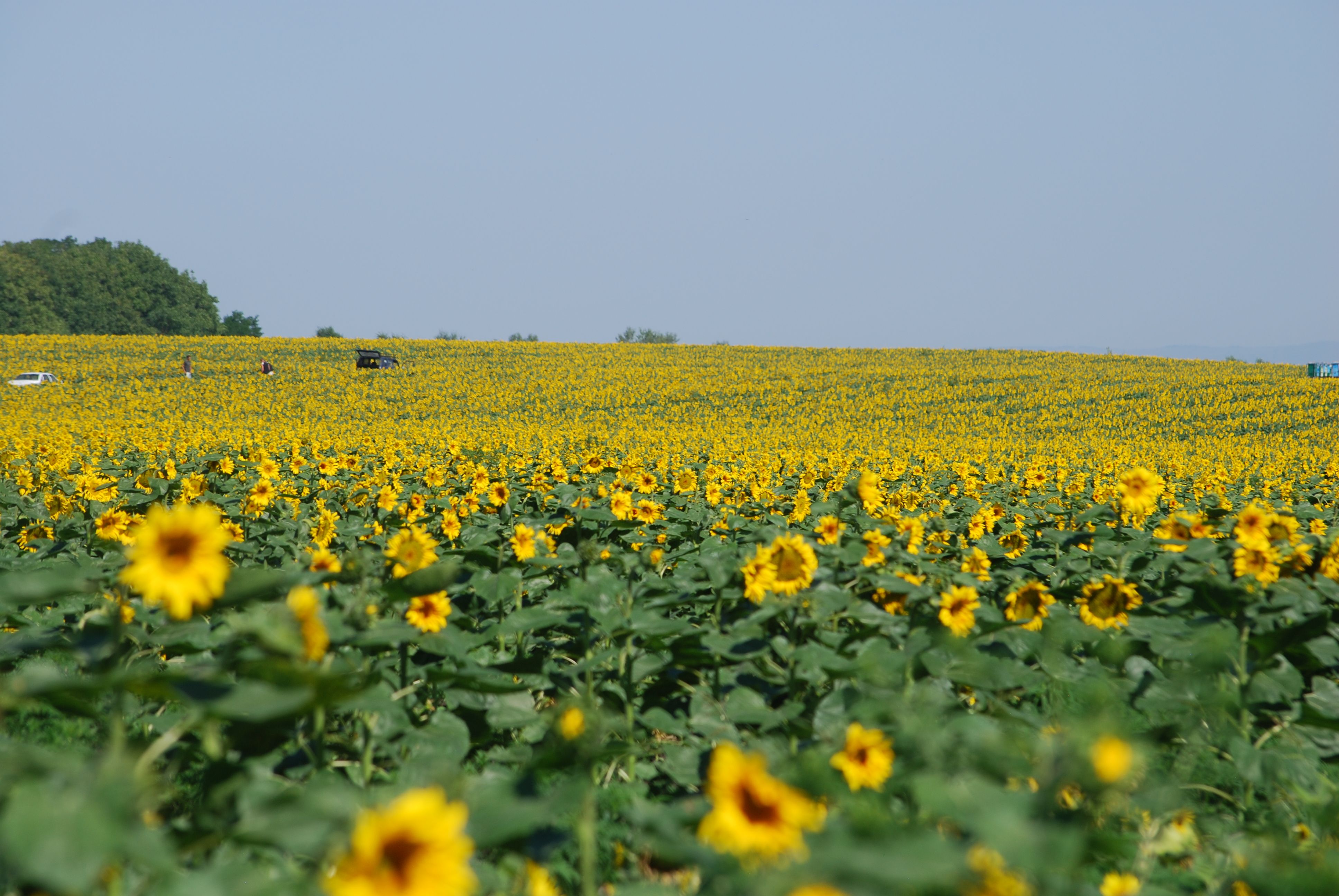 Vast Sunflower Field Under Clear Blue Sky · Free Stock Photo