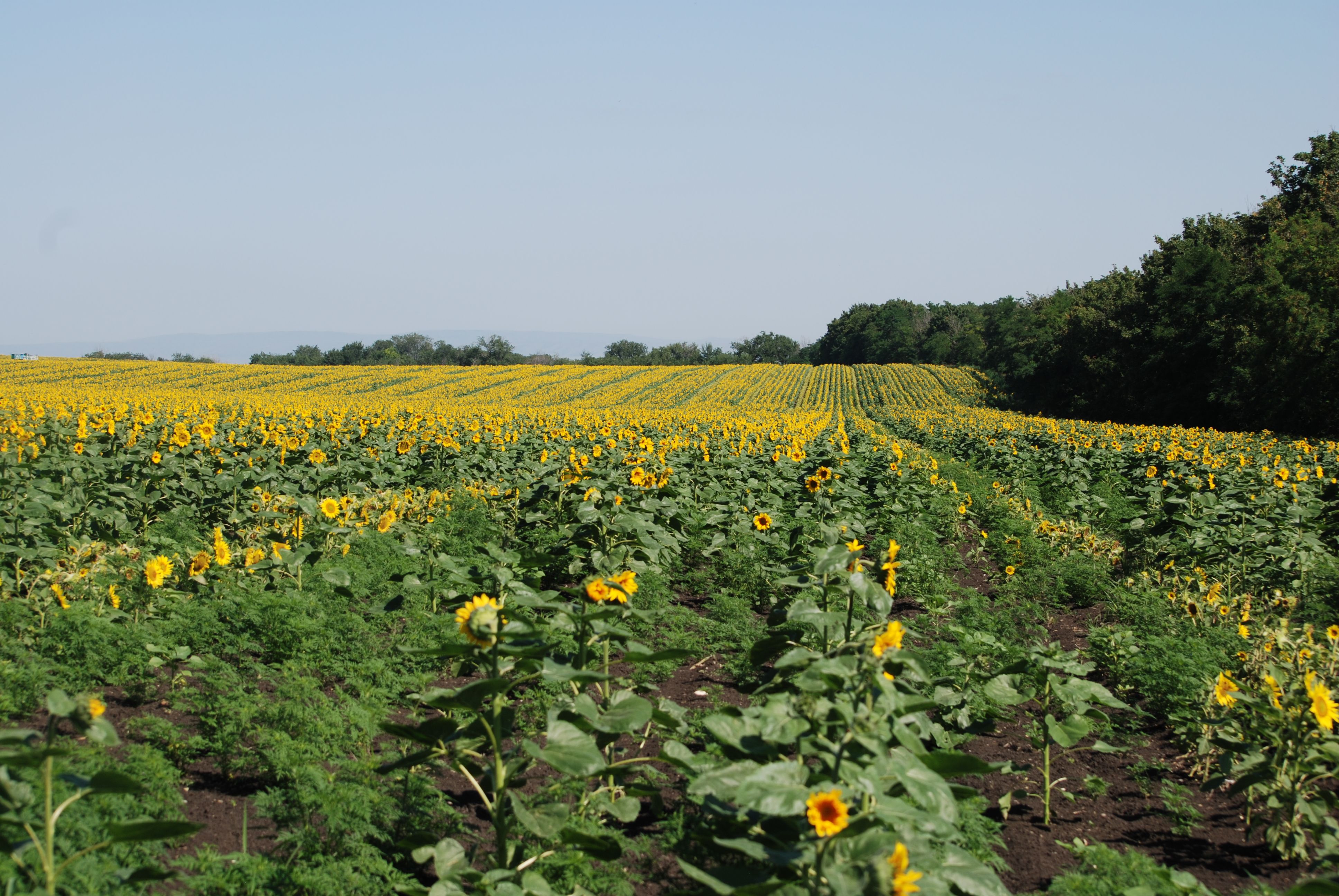 Vast Sunflower Field under Clear Blue Sky · Free Stock Photo