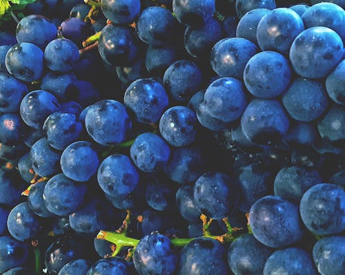 Gratis lagerfoto af blå, citrusfrugt, druer