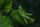 grasshopper