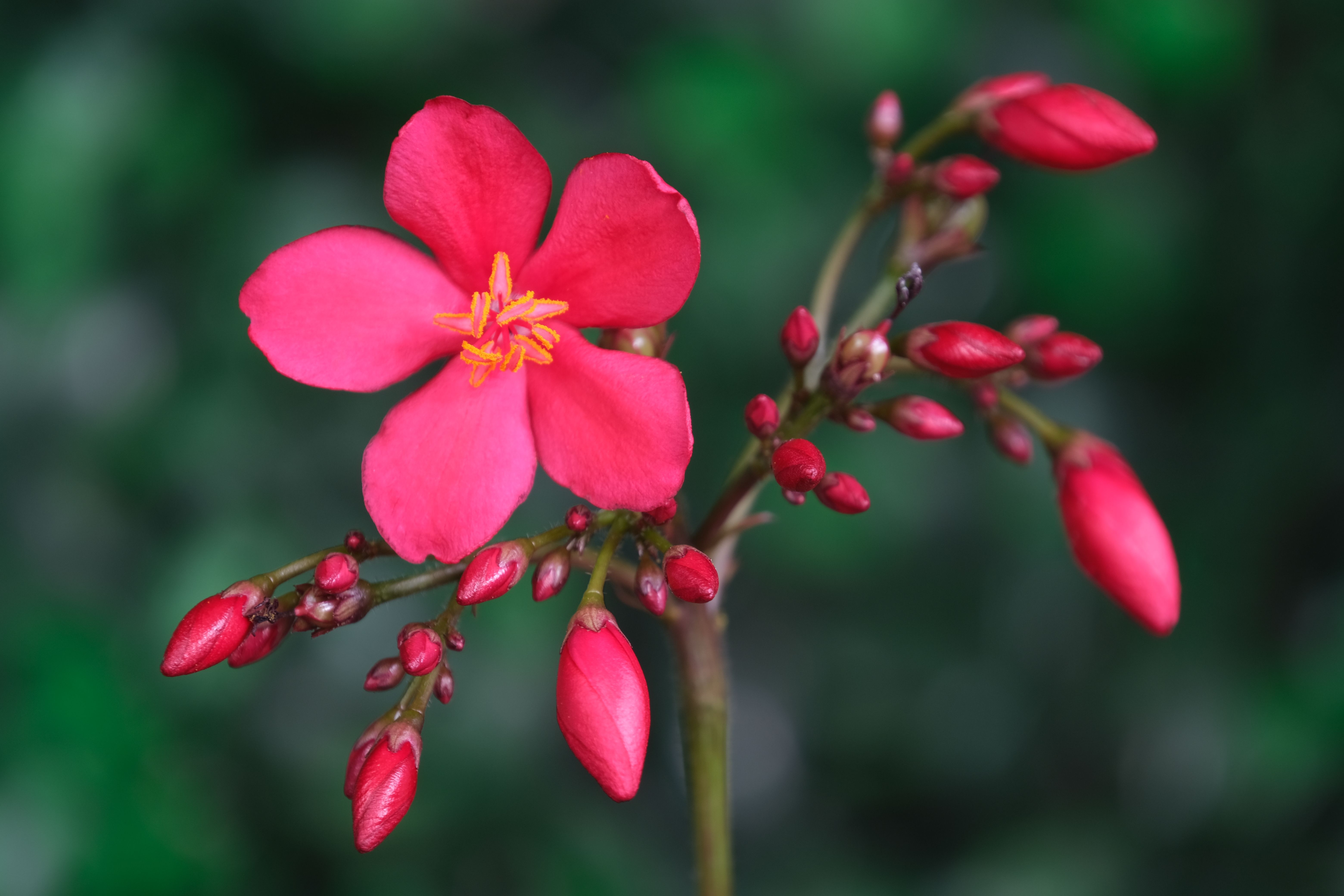 Close-up of a Red Jatropha Flower in Bloom · Free Stock Photo