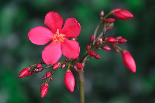 Free Vivid red Jatropha flower with buds against a blurred green background, showcasing its natural beauty. Stock Photo