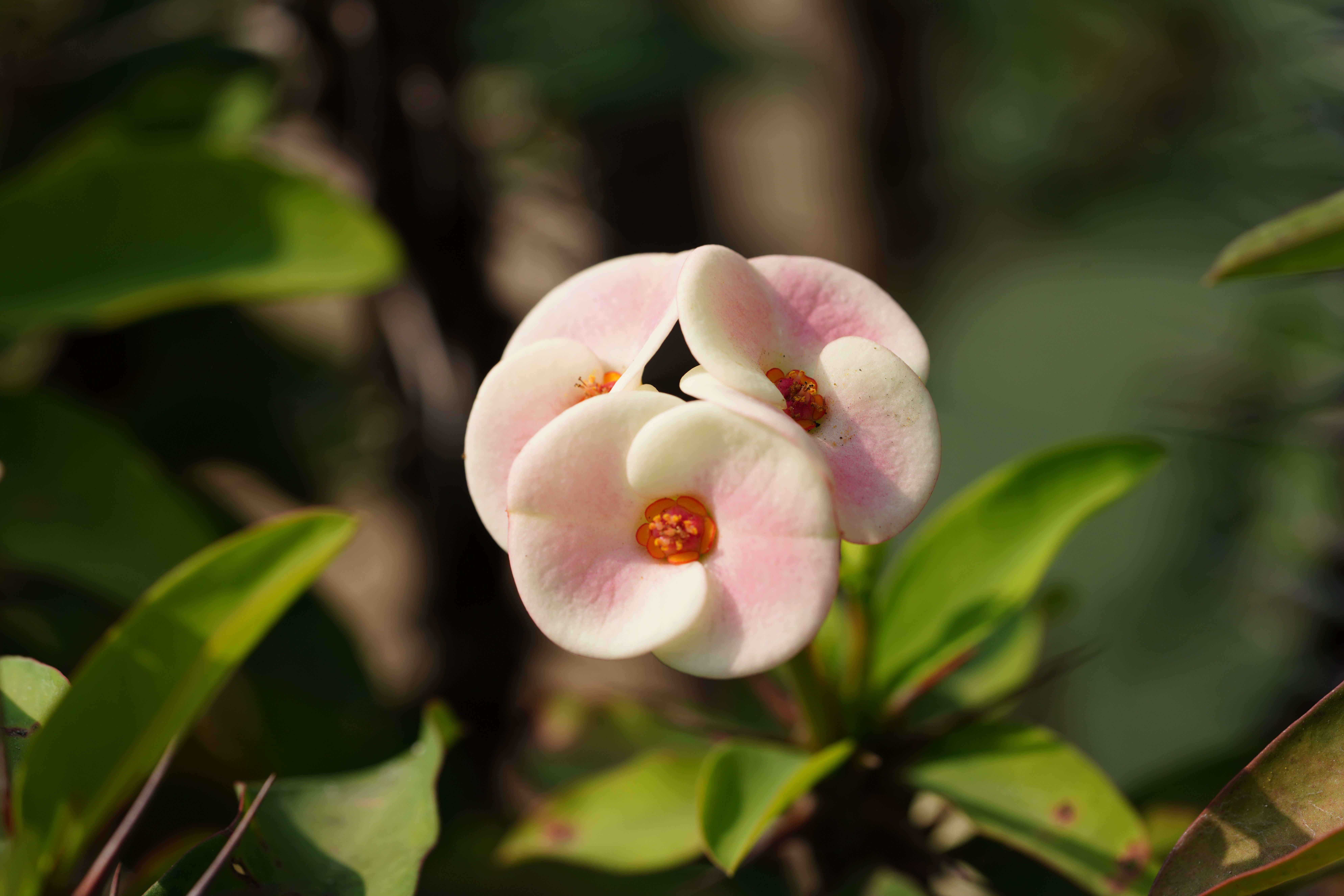 reproduction crown thorns
