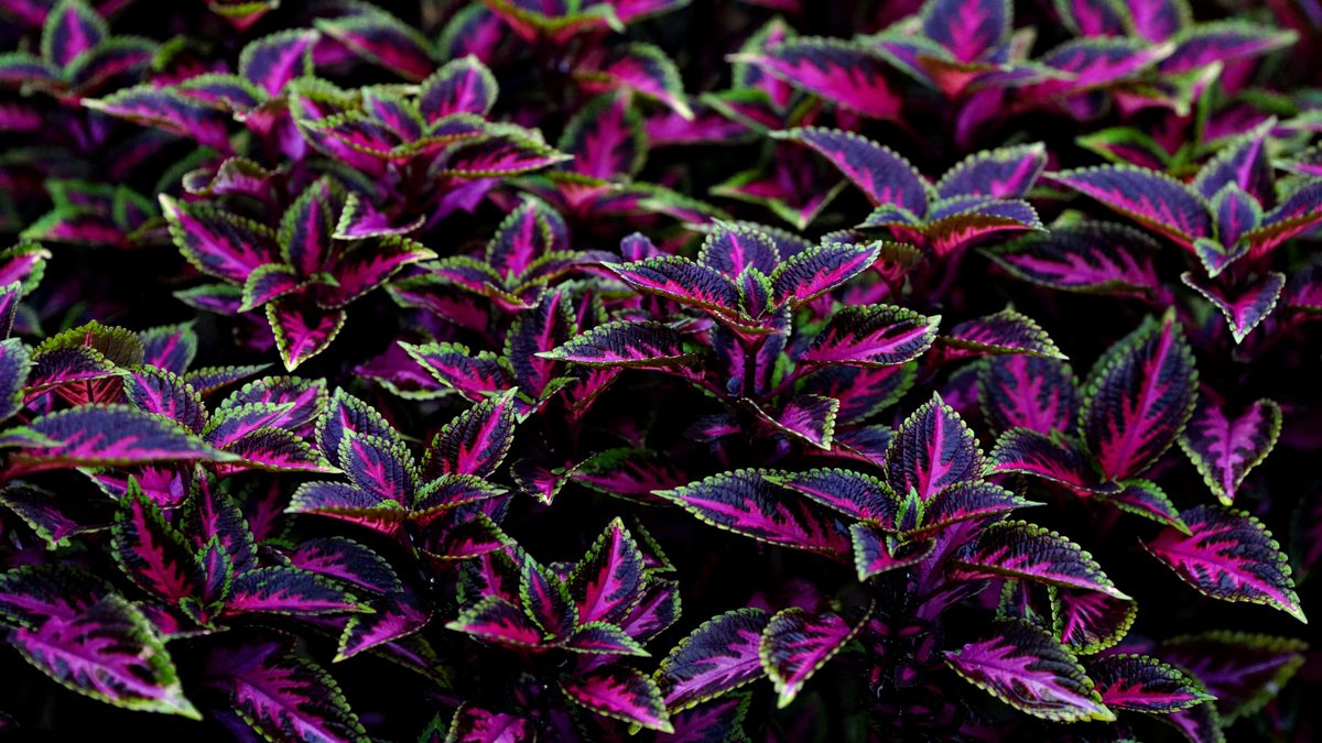 Créer un jardin dautomne : plantes et aménagements pour Angers