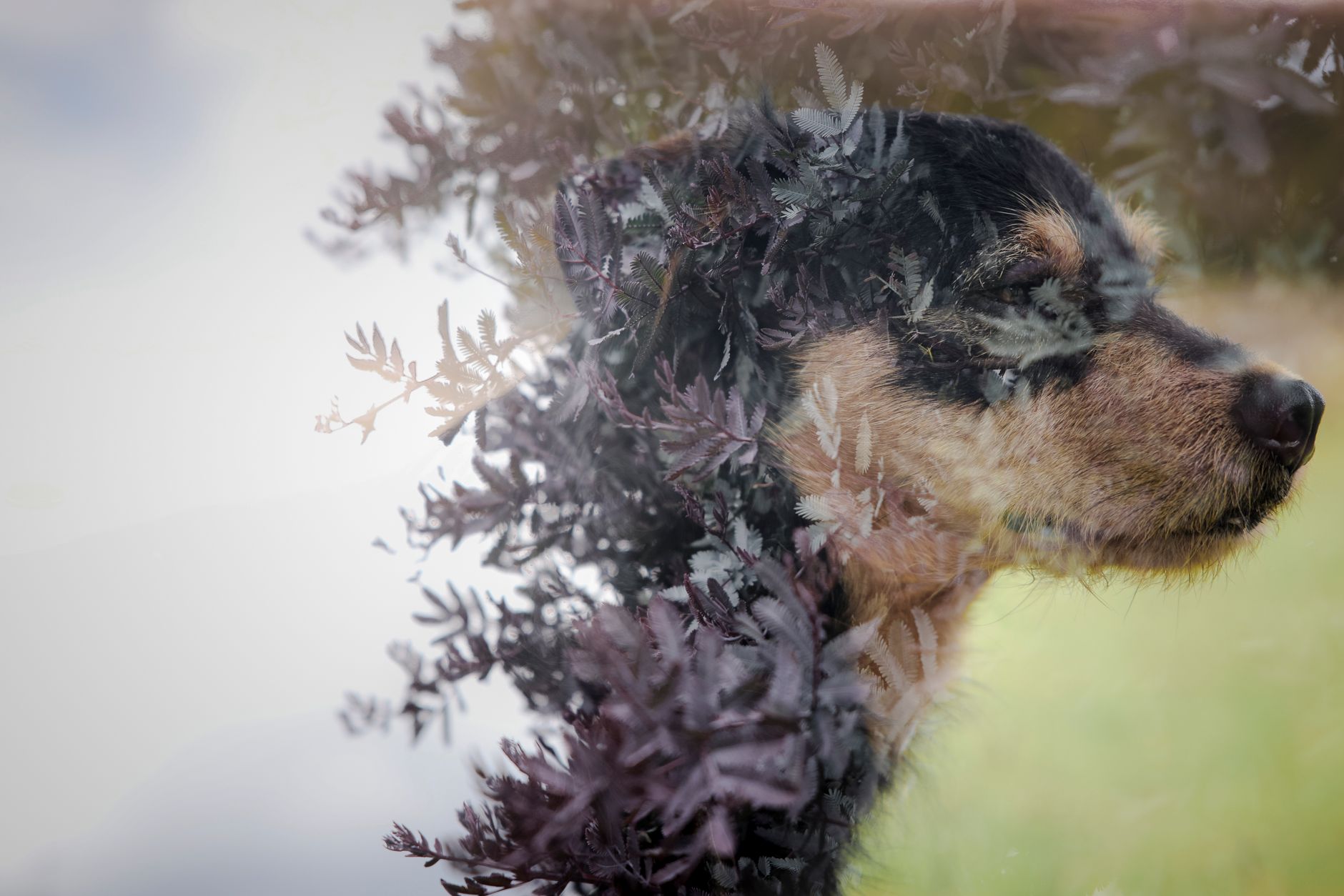 Veterinary care for a dog
