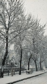 Calm winter day with snowy trees lining a serene park path.